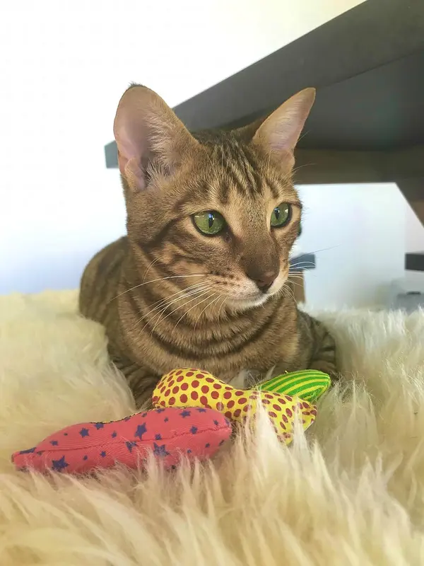 catnip toys for cats - organic very strong catnip fish stinkies sardines cat toys with catnip pack of 3, colourful patterns - 7.5cm long 1