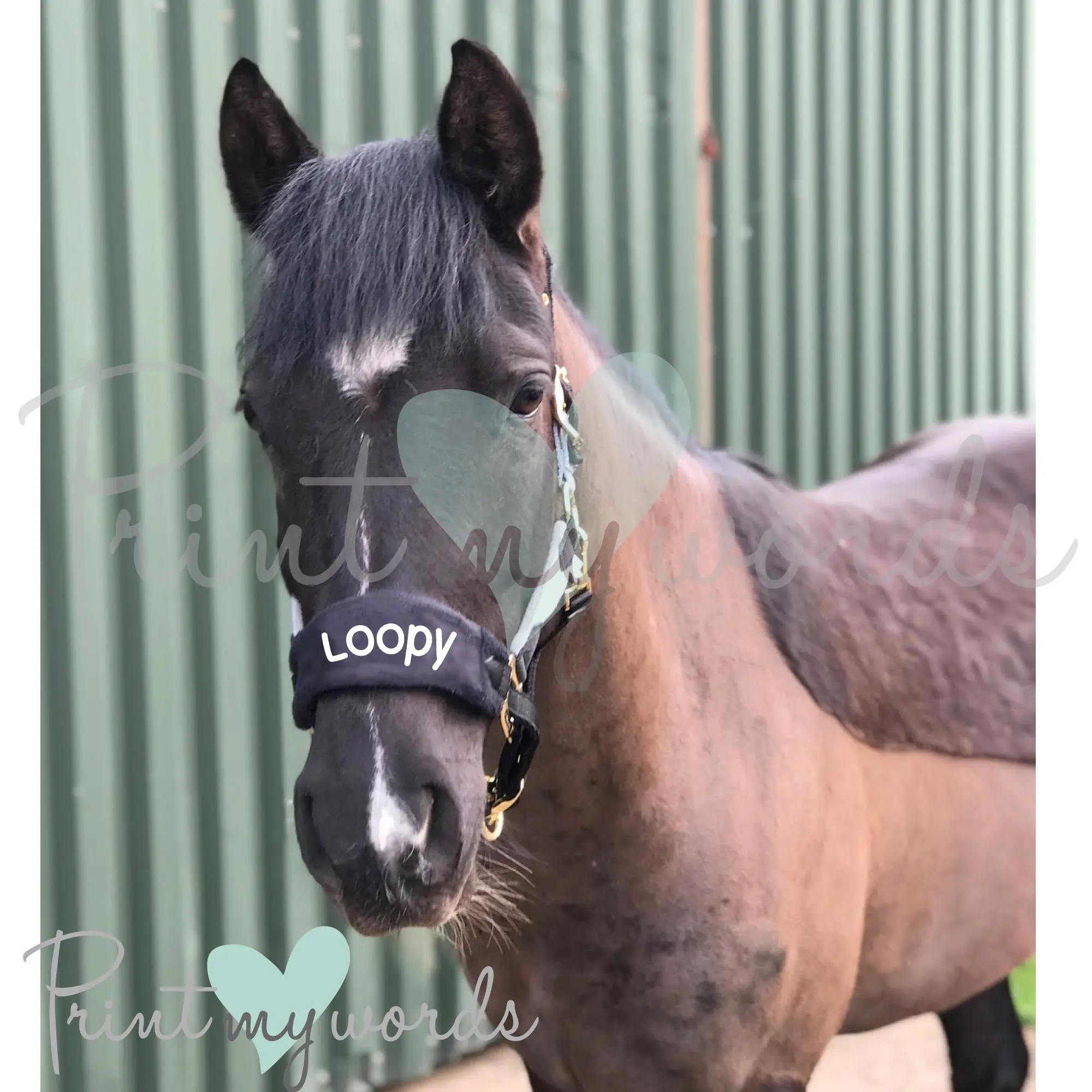 Personalised Anatomical Horse Headcollar And Leadrope Set - Handwritten Design