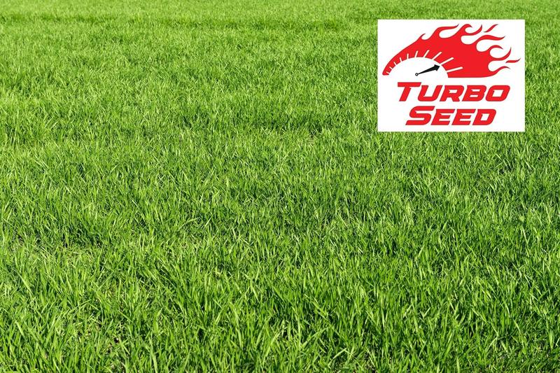 Product Introduction of Turbo Grass Seed 1.3KG, Fast Growing Lawn Seed, Hard Wearing Grass, Dog Friendly, Can Germinate as Quick as 7 Days, Ideal for Overseeding or New UK Gardens (1.3KG, Upto 78 sqm Coverage) 4