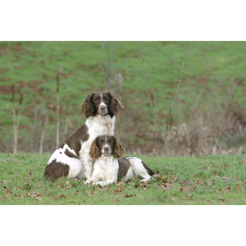 Skinner’s Field & Trial Chicken & Rice – Complete Dry Adult Dog Food, Sensitive, Gentle Digestion, 15kg 5