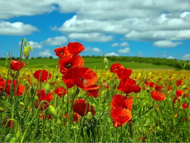 Wild Flower - Red Common Field (Flanders) Poppy - Papaver rhoeas - 20000 Seed 1