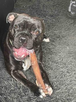 Product Review of Camel Rolls for Dogs + Camel Skin + Great for Teething Puppies+ Natural Dog Treat + Long Lasting + Novel Protein from T**A 0