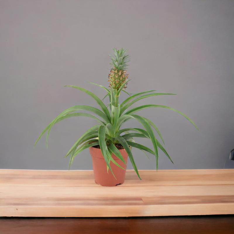 Pineapple in Sea Grass Basket 3