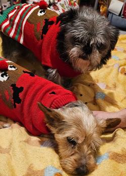 Product Review of Christmas Jumpers For Pets Assorted Designs and Sizes from A**e ** f**s 0