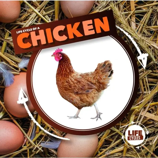 Life Cycle of a Chicken - Hardback Book - by Kirsty Holmes - 9781786372833 - BookLife Publishing
