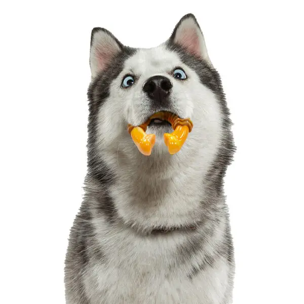 ReThink Dog Dental Munch Ring Chew Bacon Flavour Large Durable Pet Toy Textured 8