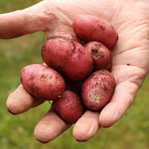 Grow Your Own Patio Potato Selection, with Three Varieties of Potatoes, Plus Grow-Pods and Fertiliser 2