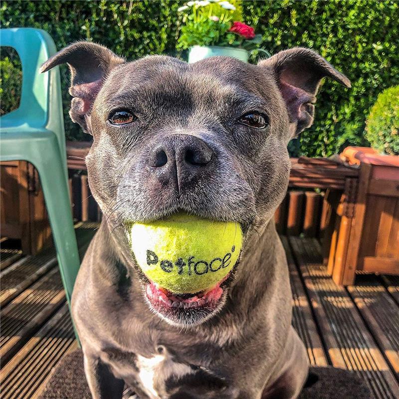 Petface Super Tennis Balls For Dogs, Throw and Fetch, Outdoor Exercise (Pack of 12) squeaky dog toys 4