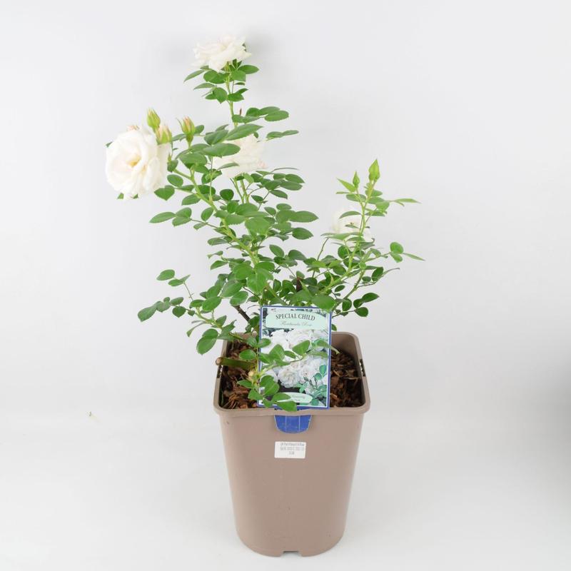 Rose Special Child Bush 5.5L 2