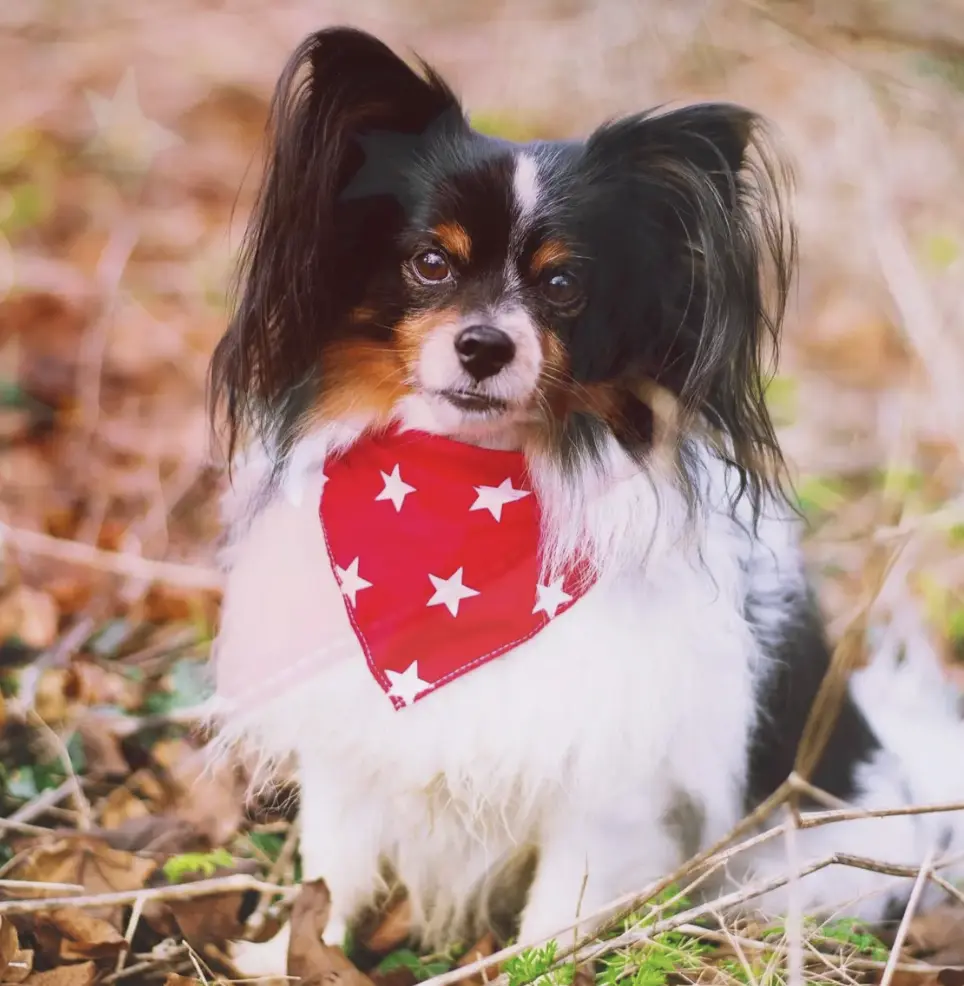 Red Star Puppy / Dog Tie On Bandana