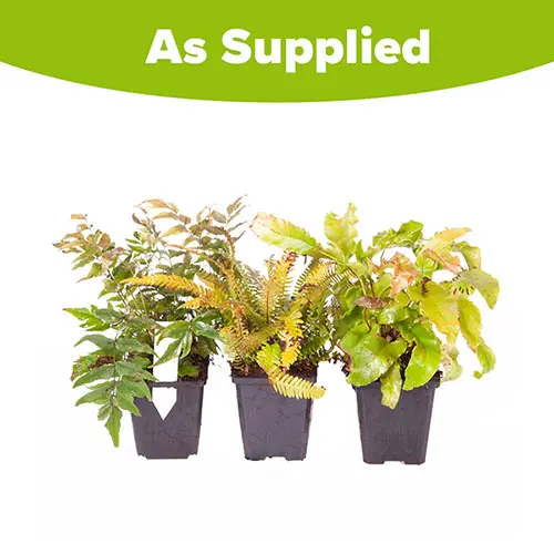 Evergreen Hardy Fern plant Collection in 9cm pots x3 4