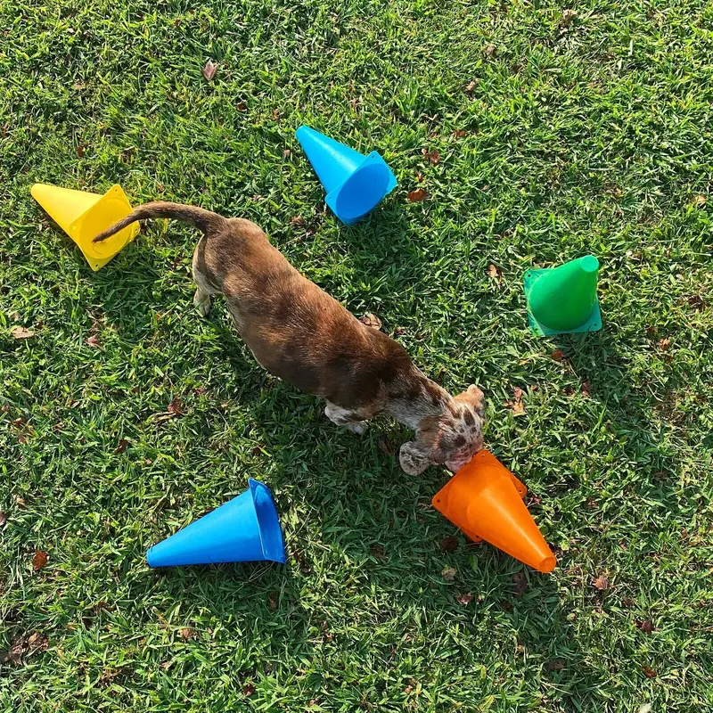 12X Sports Marker Plastic Cones Agility Football Pitch Training Fitness Exercise 5
