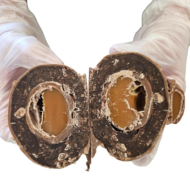 Caramel Egg Scotch Egg postal bakes 1