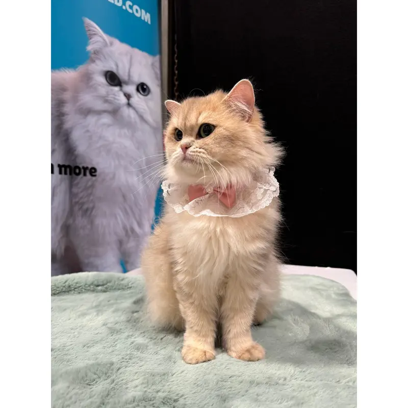 Lace Collar with Bow 0