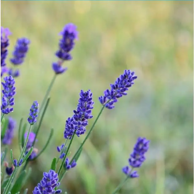 English Lavender Seeds  ‘Lavandula Angustifolia’  ORGANIC
