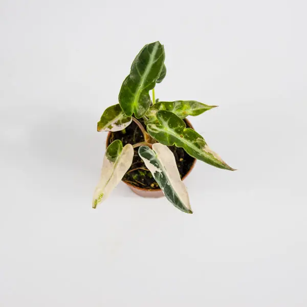 Alocasia 'Bambino Arrow Pink Variegata' Ø7cm H10cm 3