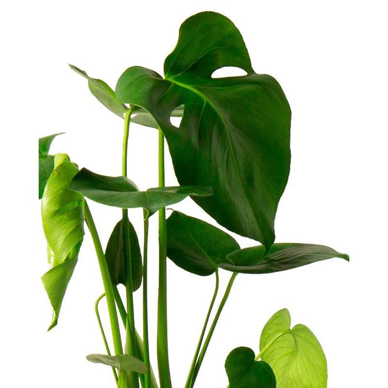 Swiss Cheese Plant Indoor Houseplant - Perfect for Home and Office 3