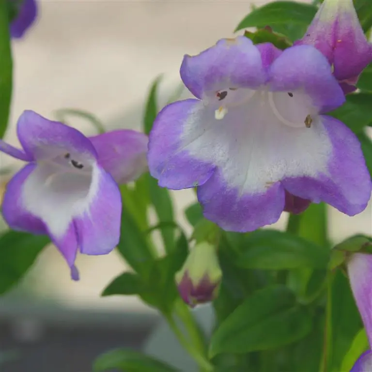 Penstemon Czar Perennial Plants x 5 Pack - 5cm Plug Plants For Sale FREE P&P 0