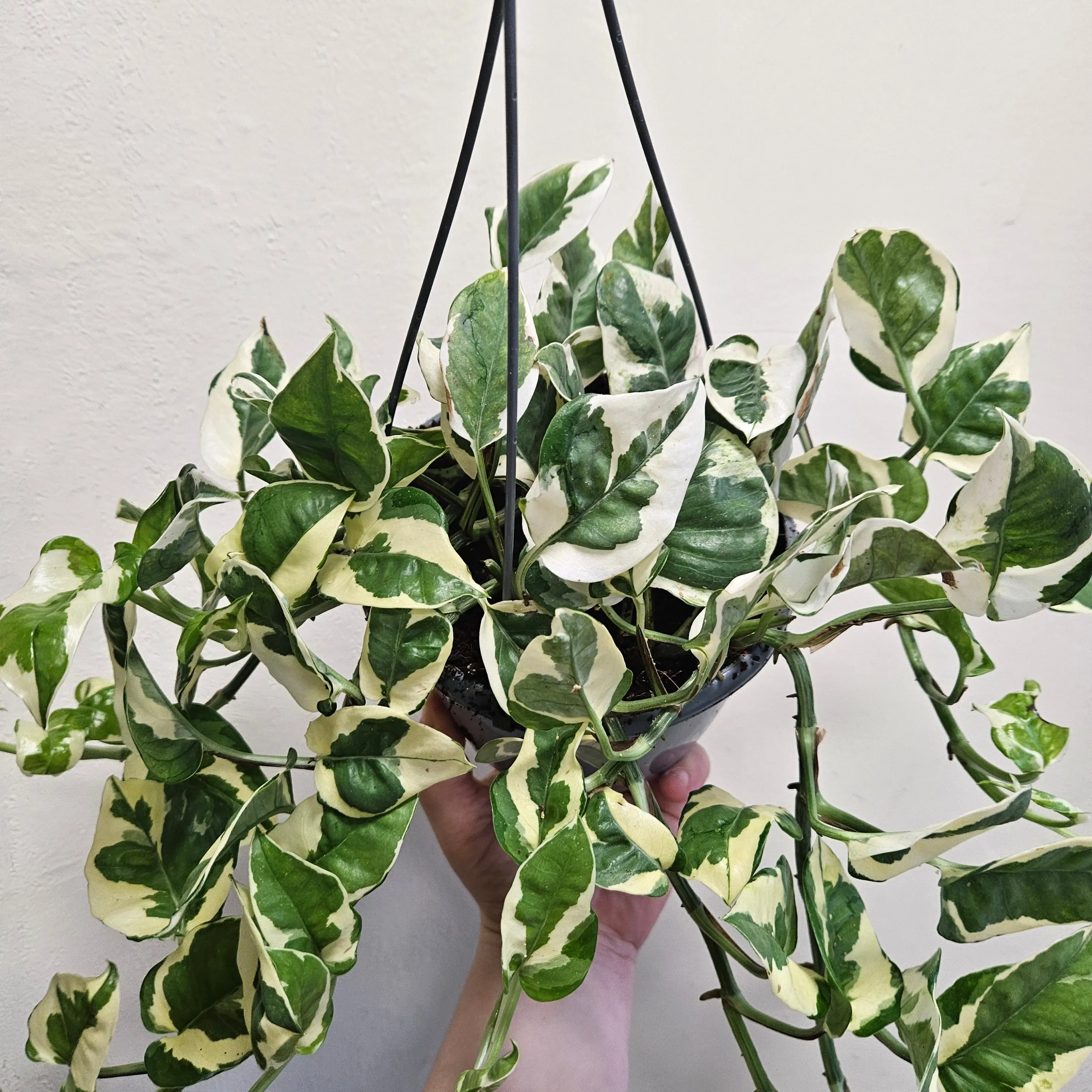 Epipremnum aureum 'N joy' (Pothos/ Devils Ivy)