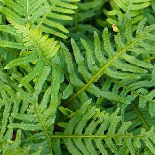 Evergreen Hardy Fern plant Collection in 9cm pots x3 1