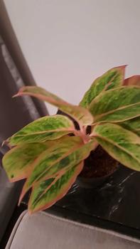 Product Review of Aglaonema Salmon Fantacy Indoor Houseplant from F**a b** ** 0