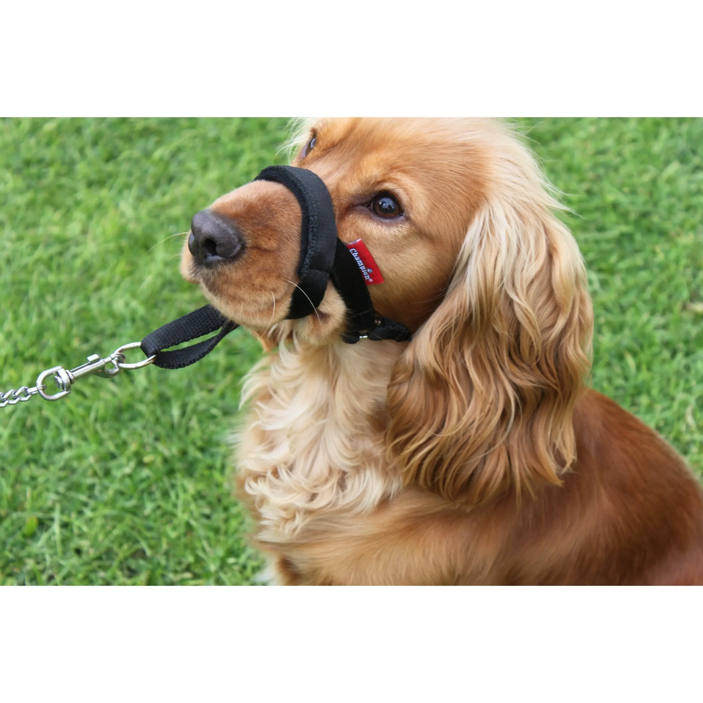 Dog Halter & Training Head Collar | Dog Behaviour Training Tool | Stop Pulling on the Lead | Easy to Use, Padded Nose Band, Adjustable Strap