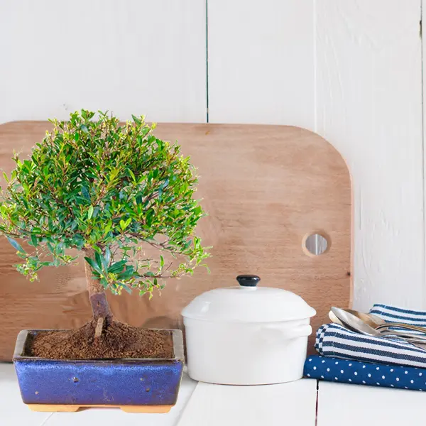 Evergreen Indoor Flowering Myrtle/Roseapple (Syzygium buxifolium) - Flowering & Fruiting