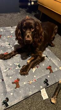 Product Review of Camel Rolls for Dogs + Camel Skin + Great for Teething Puppies+ Natural Dog Treat + Long Lasting + Novel Protein from C**l 0