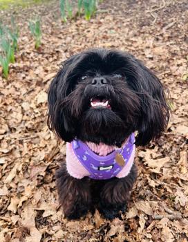 Product Review of Daydreams and Unicorns Adjustable Dog Harness from s**s 0