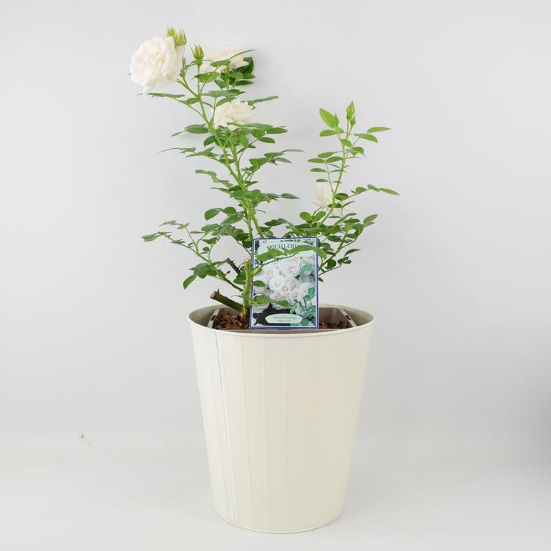 Rose Special Child Bush 5.5L 4