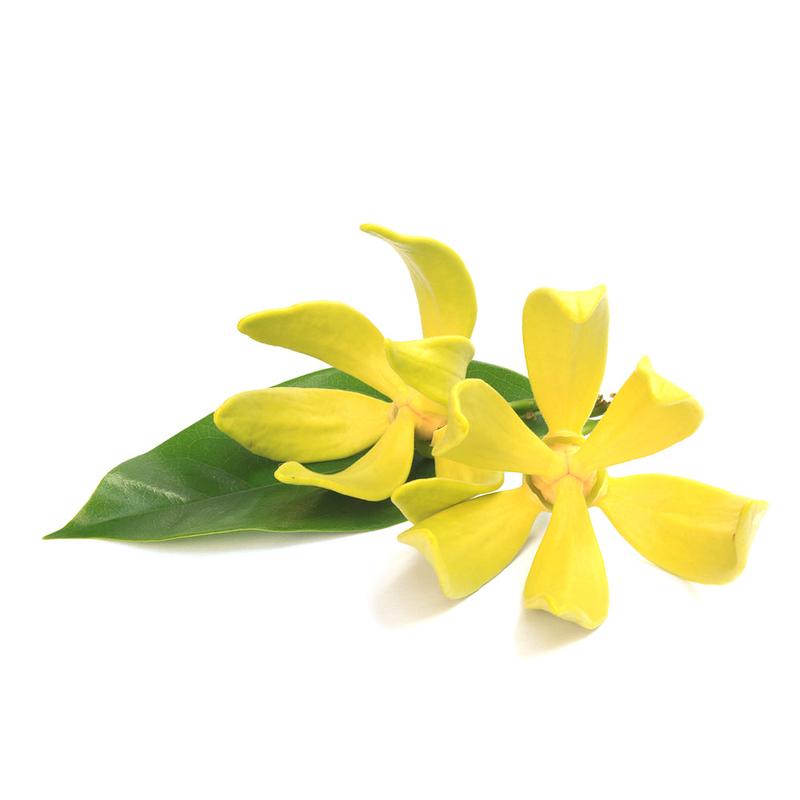 Organic Ylang Ylang Essential Oil, 10ml 2