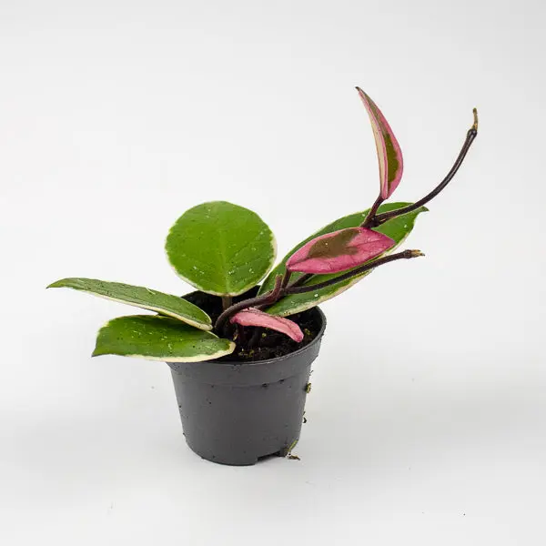 Hoya carnosa Floraganza Flamingo Dream Ø9cm H15cm