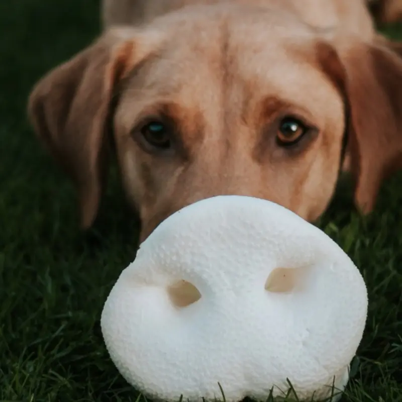 Puffed Pig Snouts - Natural Dog Treat - High Quality 1