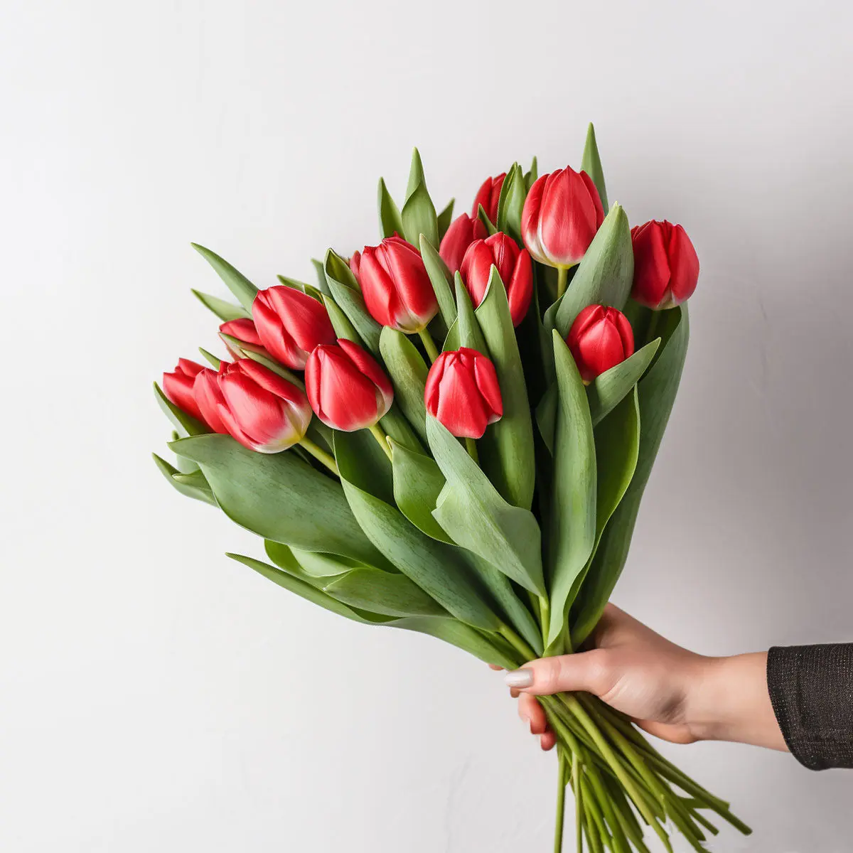 British Red Tulips with Free UK Delivery - Letterbox / Hand Tied Bouquets