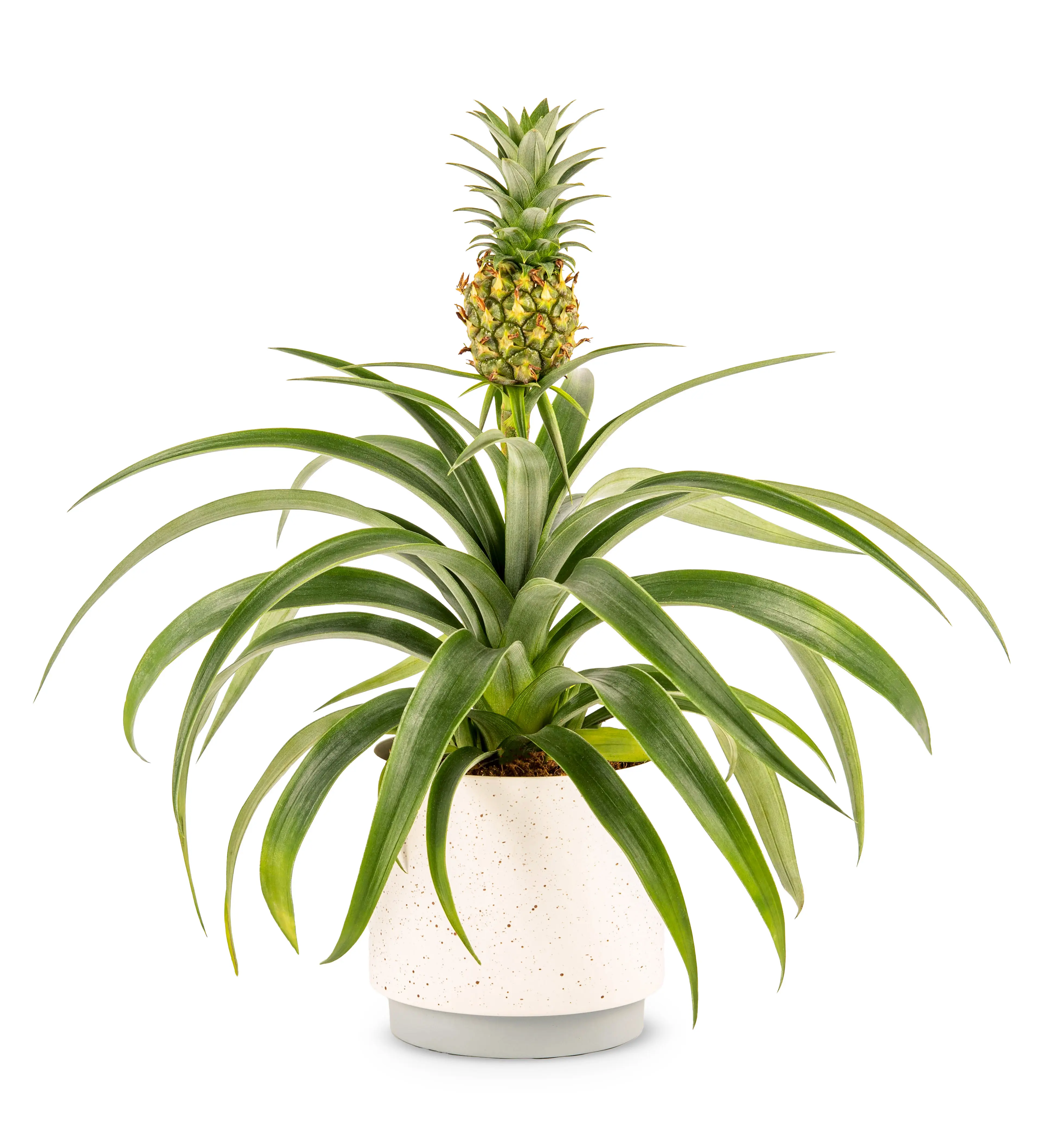 Living Pineapple Plant - Fresh Plants - Next Day Shipping - Indoor Plants - Gifting Ceramic Decor Pot - Gifts for Men Tropical Fruit Decorative - Prestige Flowers