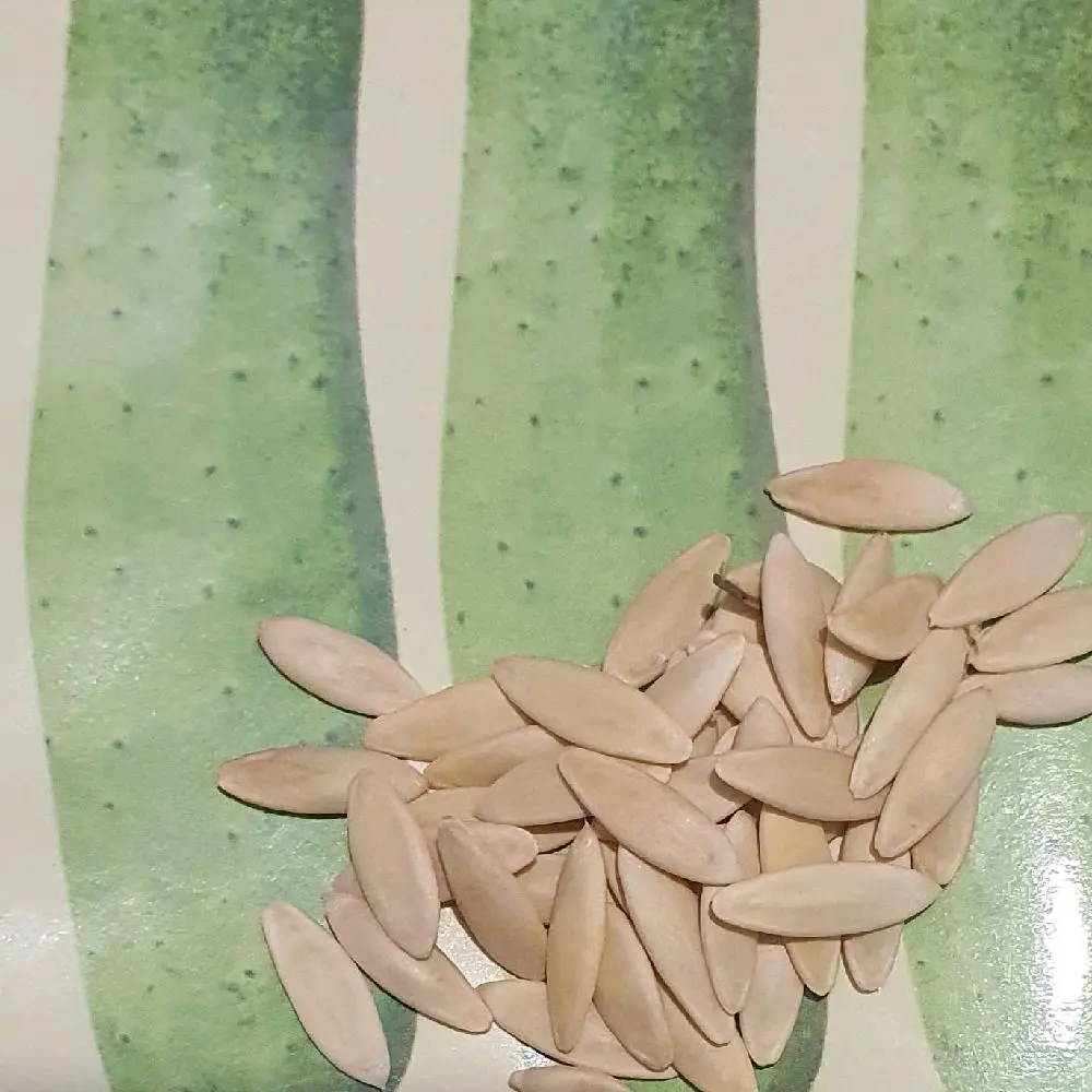 Cucumber Seeds - Nepali Local - लोकल नेपाली काक्रो . UK SELLER