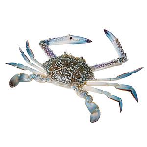 Blue Swimming Crab