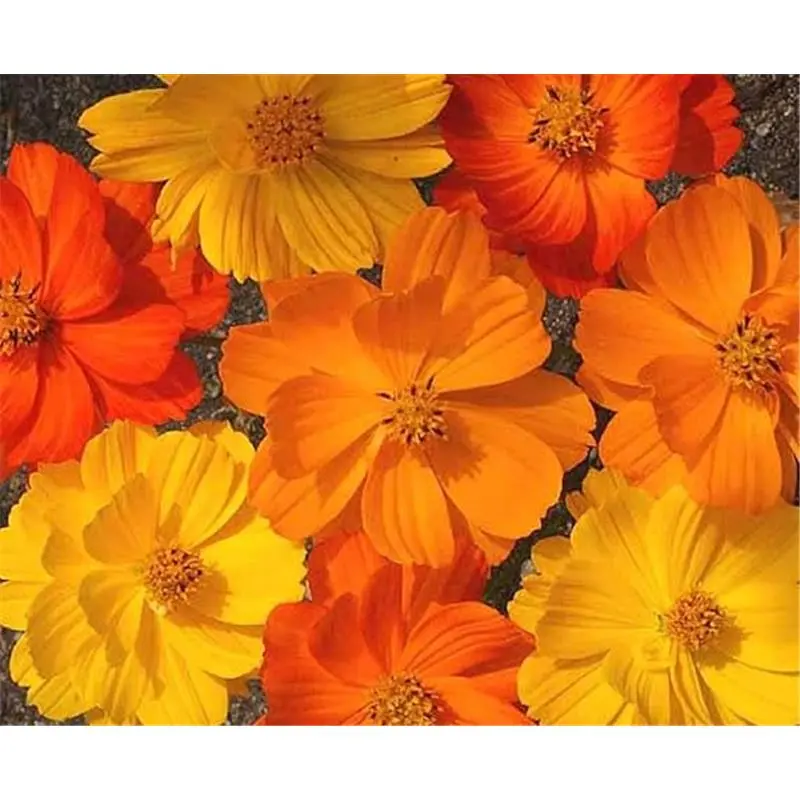 Bright Lights Mix - 500 Flower Seeds for Garden