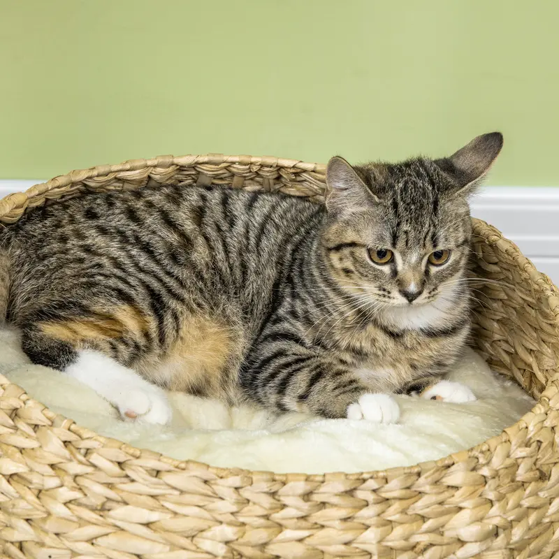 PawHut 72cm Cat Tree Kitten Tower, with Sisal Scratching Post, Two Beds, Toy Ball 8