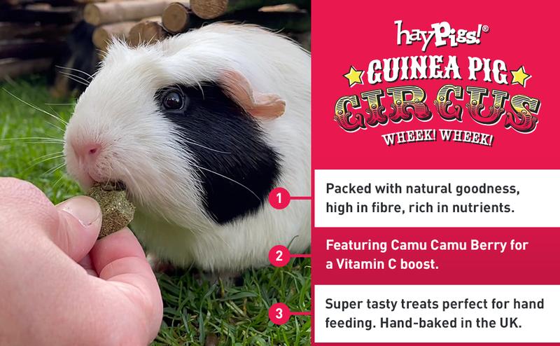 Product Introduction of HAYPIGS Piggy Nom Noms 1 x 70g Blueberry and Basil Natural Guinea Pig Treats with Guinea Pig Vitamin C - Also Perfect for Rabbit Treats 14