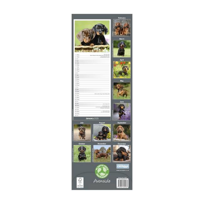 Dachshund Calendar 2025 Slimline Wall Hanging Calendar 1