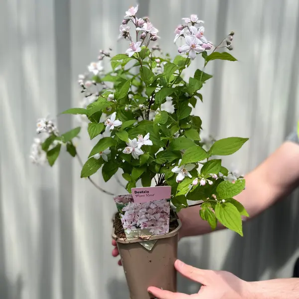 Deutzia 'Mont Rose': Elegant Pink Flowering Shrub for Stunning Gardens 0