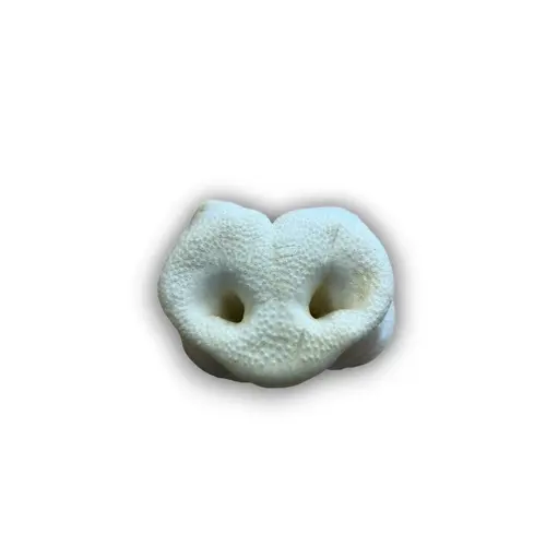 Puffed Pig Snouts - Natural Dog Treat - High Quality 4
