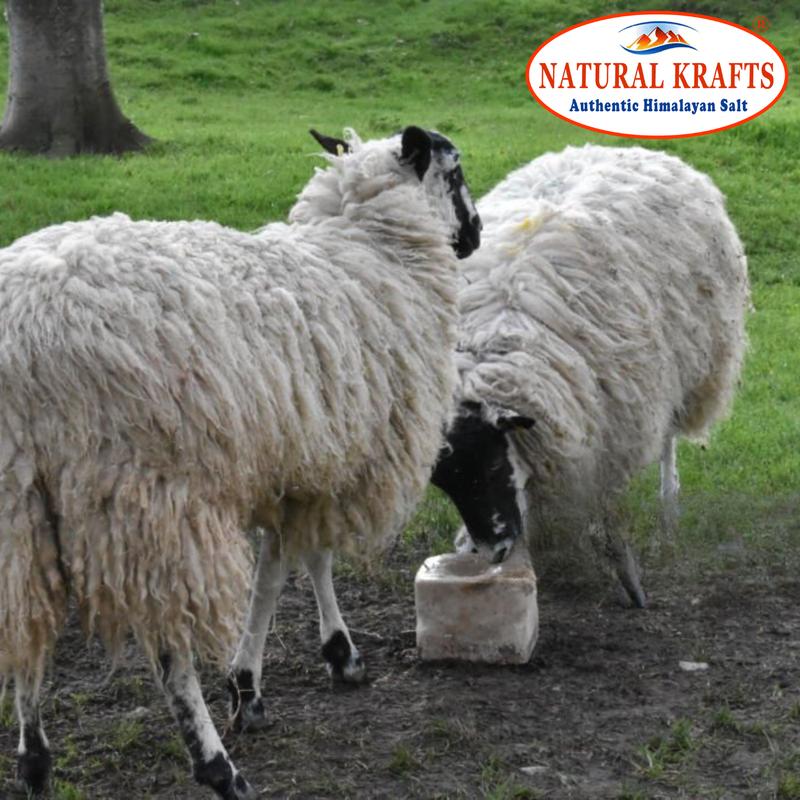 Natural Krafts Himalayan Rock Salt Lick Blocks - 4 Count (2-2.5 kg Each) for Enhanced Livestock Health and Vitality 2