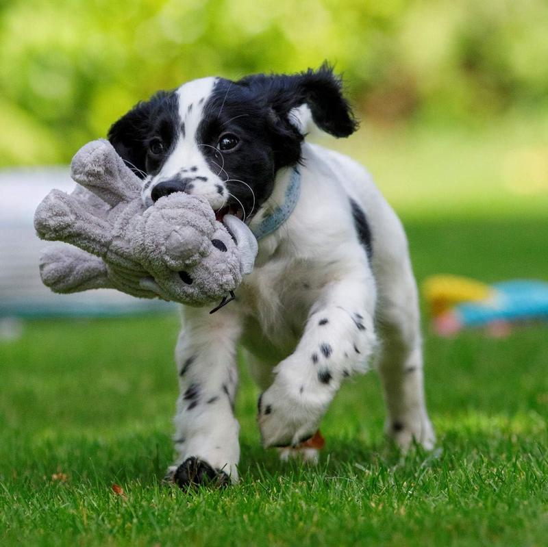 Product Introduction of Freddi Cord Plush Puppy Dog Toy - Perfect for Fun Playtime 2
