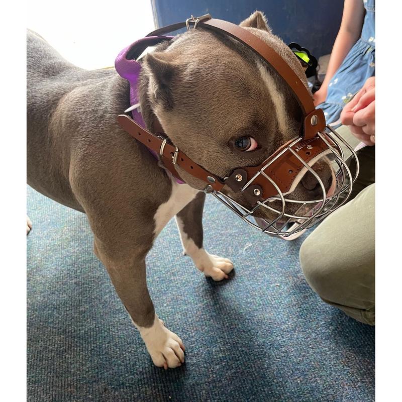 Metal Basket Muzzle for American Bully, XL  Bully and other dogs. 4