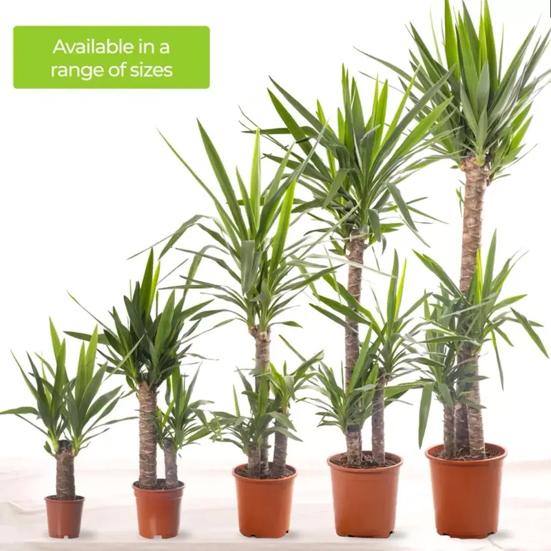 Yucca Elephantipes Large Indoor house Plant Real Evergreen Tall Plants Decor Decorative Fruit Hanging 3