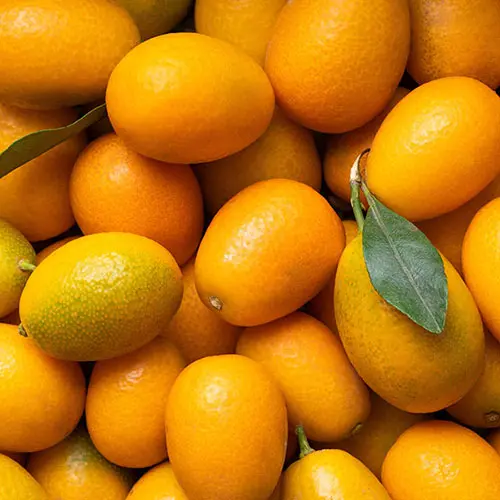 Citrus 'Kumquat' Tree with Fruits, in a 22cm pot 2