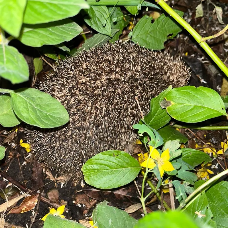 Wild hedgehog food - Delicious and nutritious 2