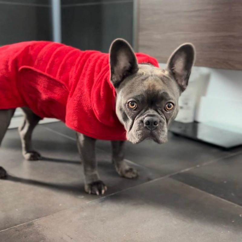 Dog Robe for Bathtime Drying and Travel Towel for All Size Dogs in 2 Colours Blue and Red bathrobe 5